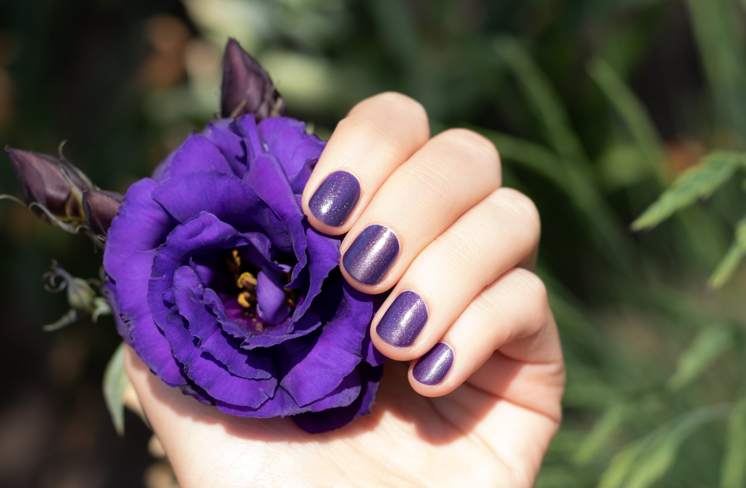 purple-nail-design-female-hand-with-purple-manicure-holding-eustoma-flower-min